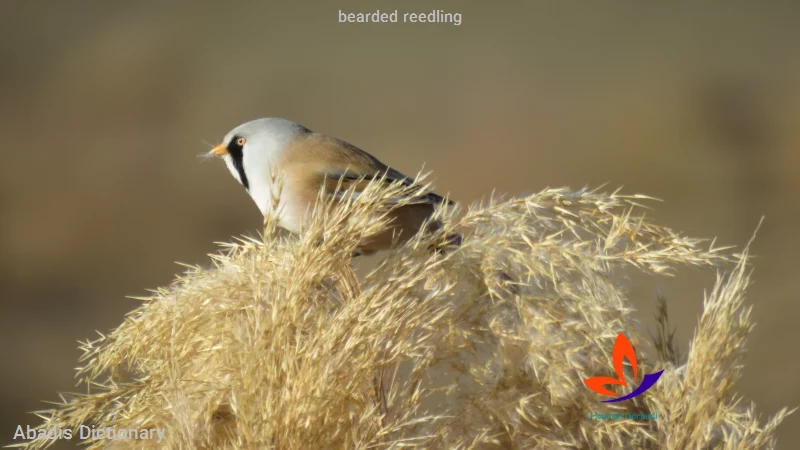 bearded reedling